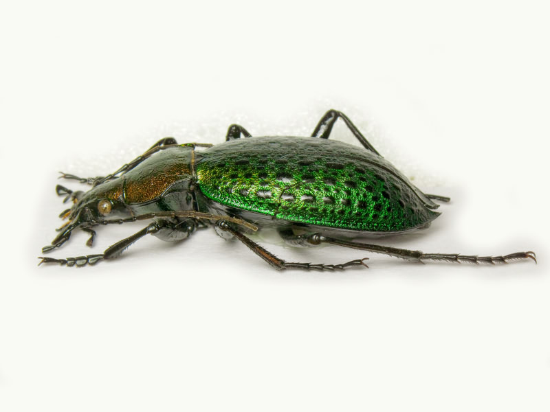 Carabus smaragdinus Fischer, 1823